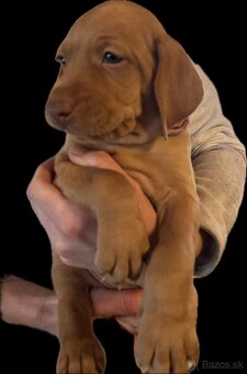 Maďarská vyžla s PP - 2