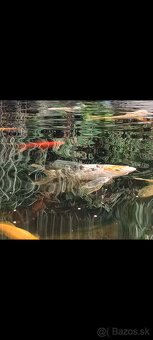 Koi Kapre,podustvy,karasy-koi kapre rezervované - 2