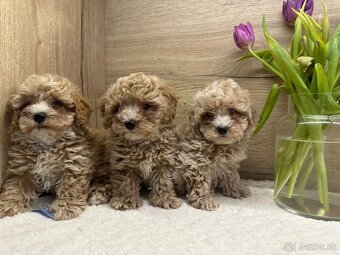 Maltipoo - 2