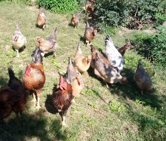 NV zelené green shell - 2