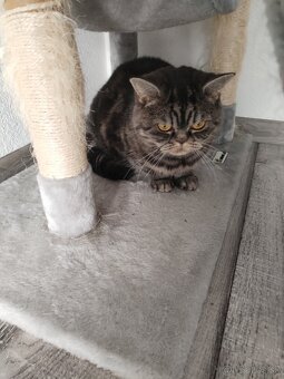 perzska a britska - 2