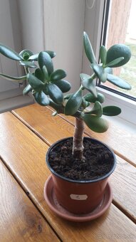 Crassula Ovata - tučnolist, Strom peňazí - 17 Eur (č. 1) - 2