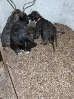 Predám írsky vlkodav - 2