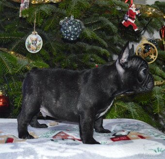 Francúzsky buldoček s PP/French bulldog - 2