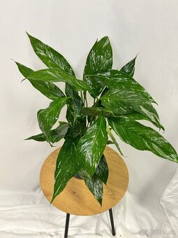Spathiphyllum Diamond - Lopatkovec - 2