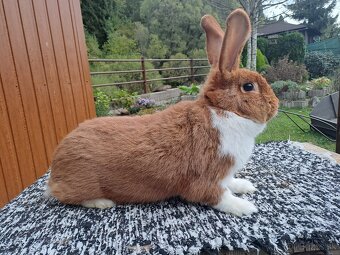 Meklenburský strakáč - červený - 2