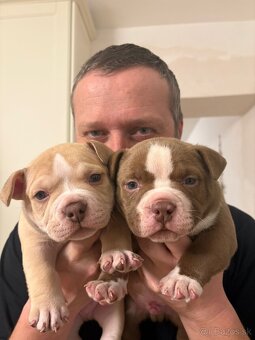 American bully pocket - 2