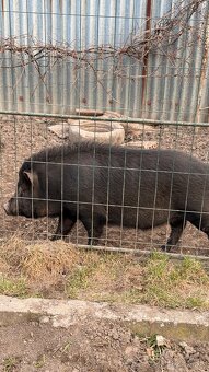 Vietnam + diviak - 2