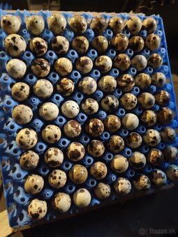 Nasadove vajíčka a konzumne - 2