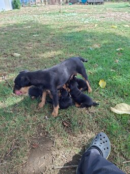 Jagdterrier - 2