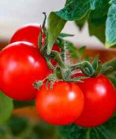Predaj domácich semienok paradajky - 2