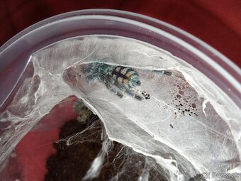 Avicularia/Caribena versicolor - 2