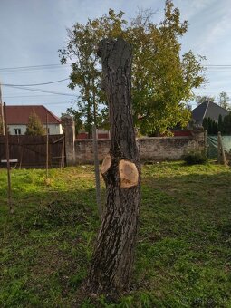 Predám orechové kmene. - 2