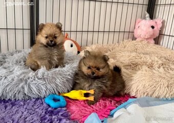 Pomeranian - 2