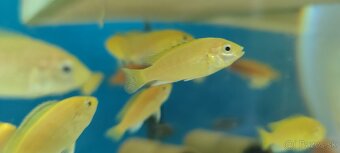 malawi cichlidy - 2