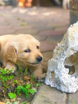 Zlatý retriever - 2