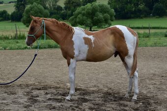 American Paint Horse - 2