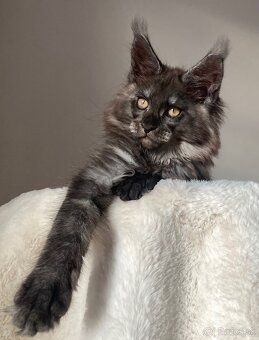 Mainská mývalia , Maine Coon , MCO s PP - 2