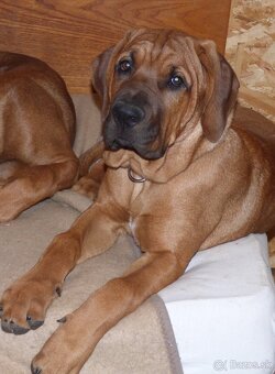 Tosa inu - nádherní pejsci k odběru - 2