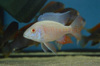 Predám prebytky chovu - Africké cichlidy: - 2