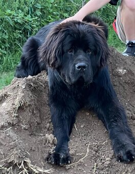 Predám novofundlandskeho psa. - 2