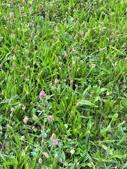 Seno pre zajačika - 2