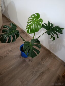 Monstera deliciosa hľadá domov - 2