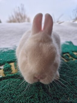 Hermelín modrooký - 2