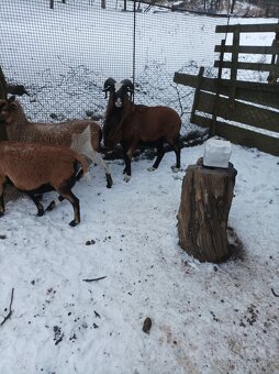 Kamerunský baran - 2