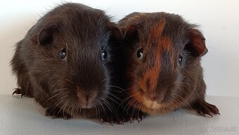 Morské prasiatka - 2