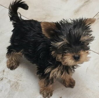 Yorkshírsky terier - 2