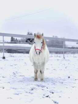 Kobylka s hříbátkem - 2