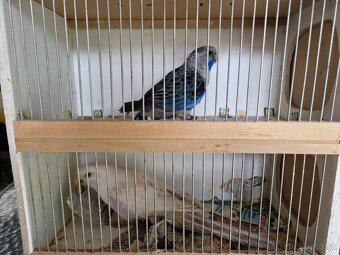 Predám Penanta bieleho rok 2018 - 2