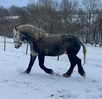 Percheron - 2