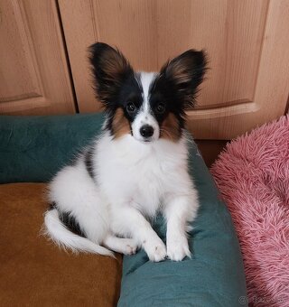 Papillon - 2