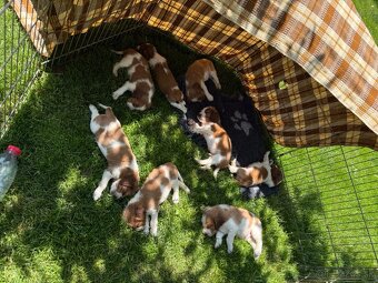 welsh springer spaniel s PP - 2