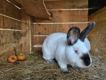 Kalifornsky kralik - 2