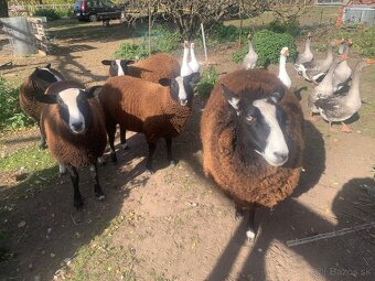 Zwartbles - ovce - 2