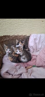 Darujem mačiatka - 2