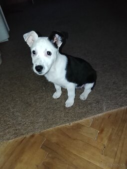 Predám šteniatko - 2