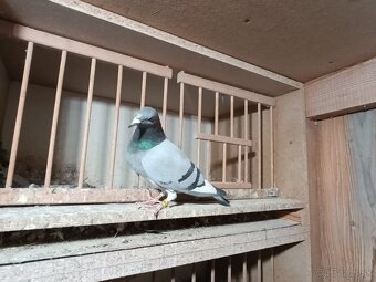 Poštovné holuby - 2