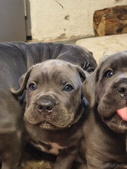 Šteniatka Cane Corso - 2