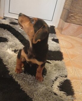 Predám šteniatko - 2