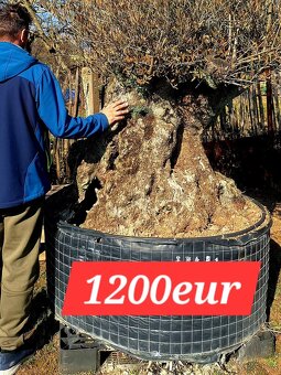 Olivovník Europea - 2