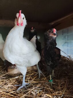 Kohúty breese gauloise a araucana - 2