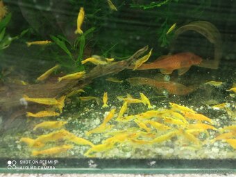 Krevetky neocaridina golden yellow fire - 2