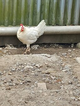 Leghorn kurčatá - 2