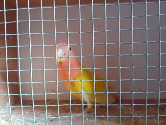 Predám Agapornisa Ružovohrdle - 2