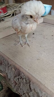 Kuriatka paduankyj v Ťavej farbe. Okrasna hydina .7tyzdnove - 2