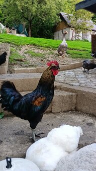 Krásny kohút 🐓 - 2